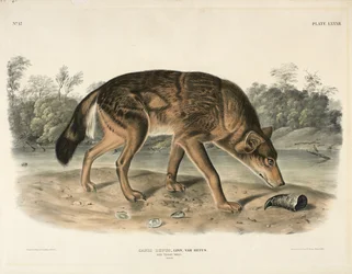 Lupo rosso texano (Canis Lupus)